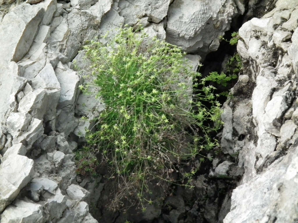 Saxifraga presolanensis / Sassifraga della Presolana